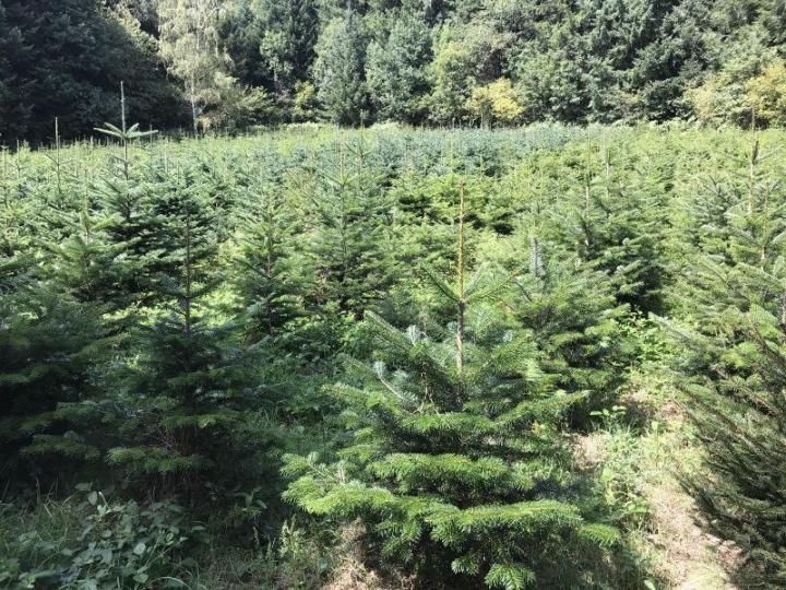 Reboisement forestier Celles-sur-Durolle