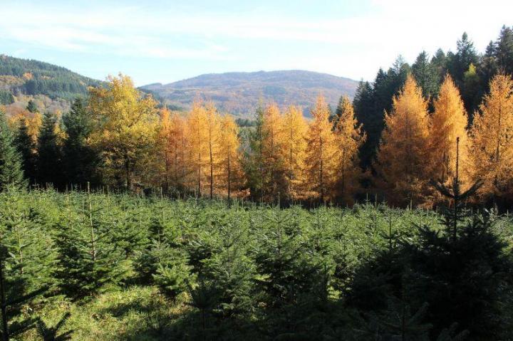 Aménagement forestier Celles-sur-Durolle