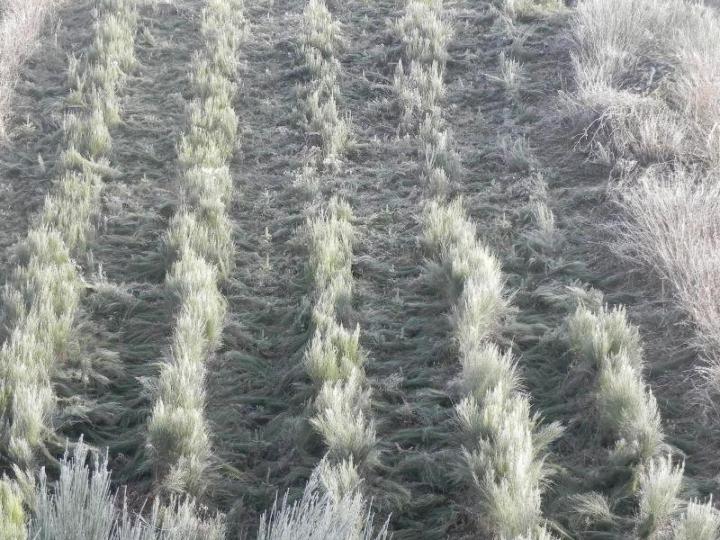 Producteur de plantes forestières Celles-sur-Durolle