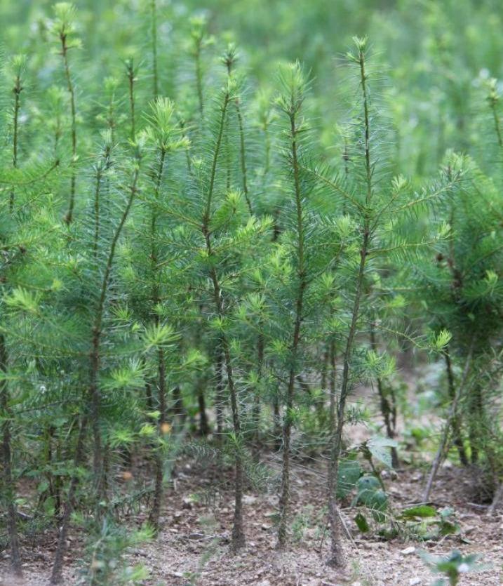 Travaux forestiers Celles-sur-Durolle