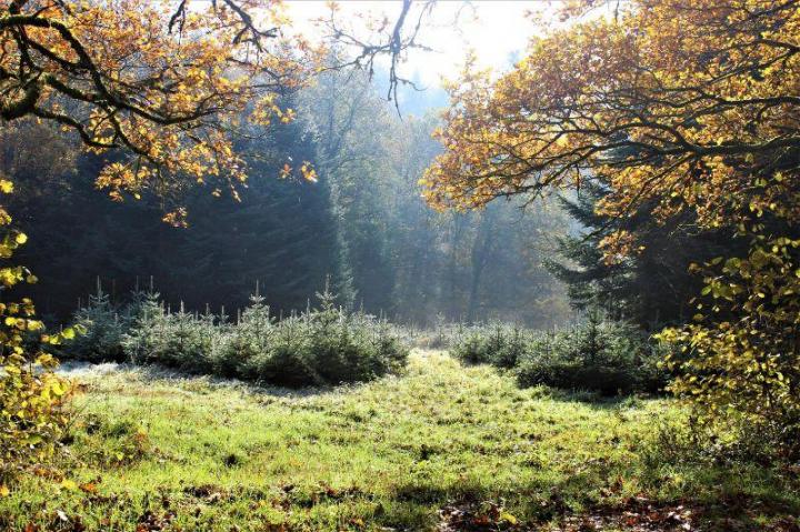 Travaux de reboisement forestier Celles-sur-Durolle