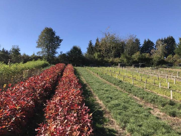 Leader dans la production de plants forestiers