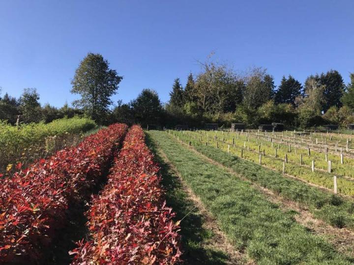Reboisement forestier Celles-sur-Durolle
