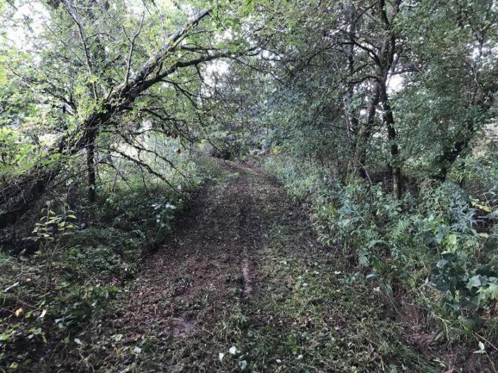 Travaux de reboisement forestier Celles-sur-Durolle