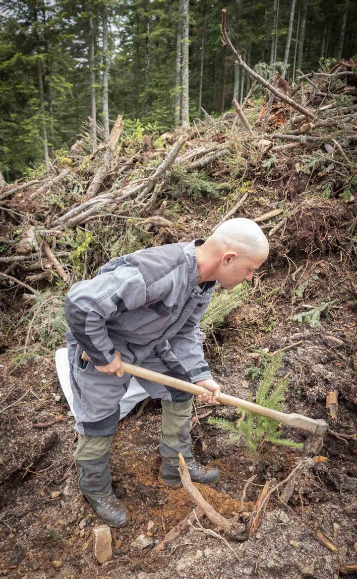 Des experts pour la reconstruction de la forêt de demain