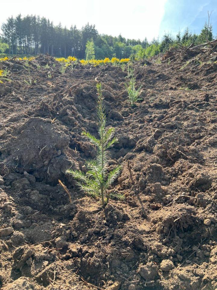 Travaux forestiers Celles-sur-Durolle