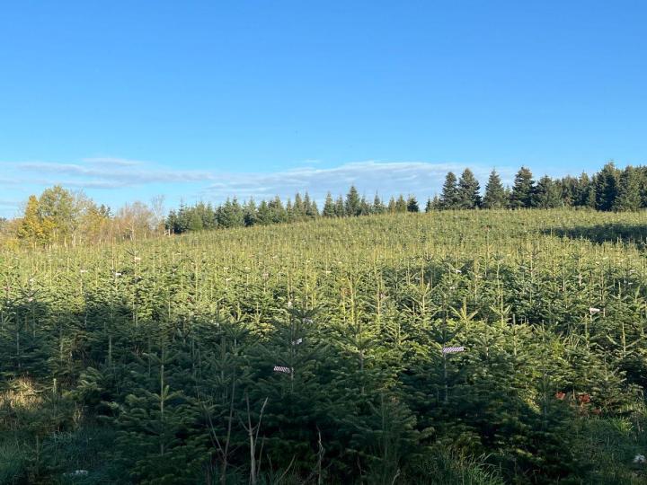 Aménagement forestier Celles-sur-Durolle