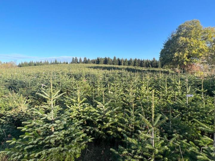 Production de plantes forestières Celles-sur-Durolle