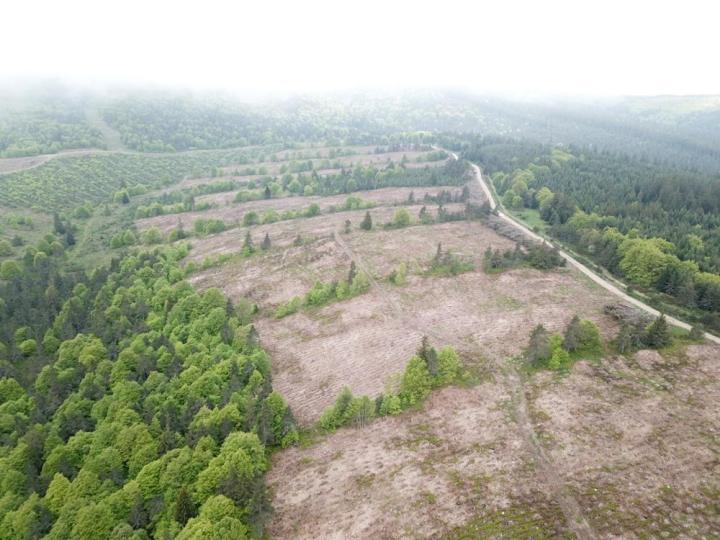 Travaux forestiers Celles-sur-Durolle