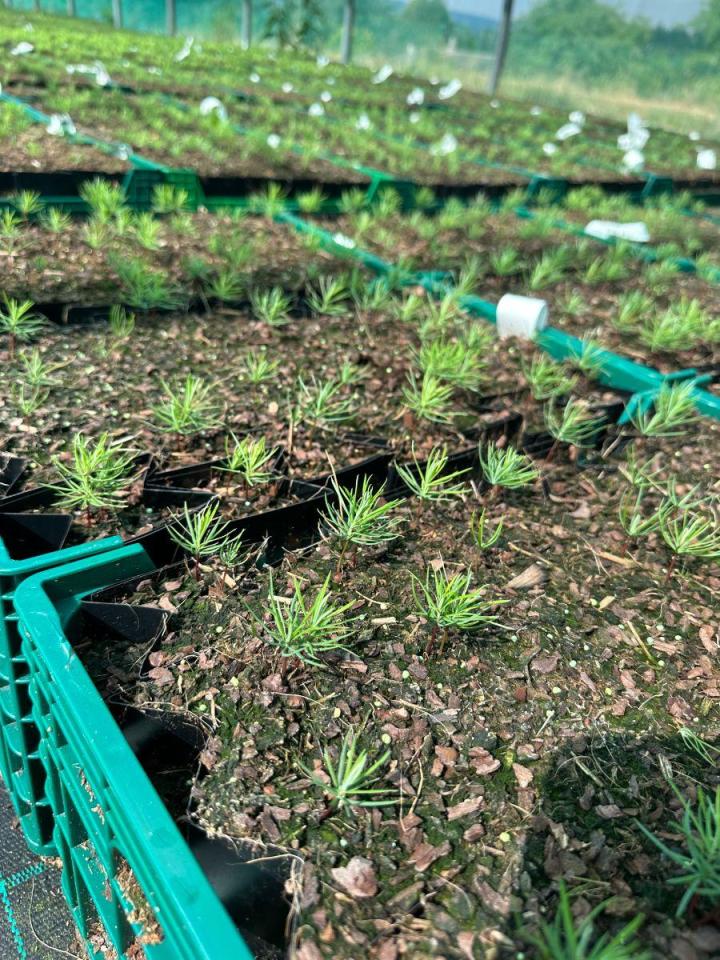 Aménagement forestier Celles-sur-Durolle