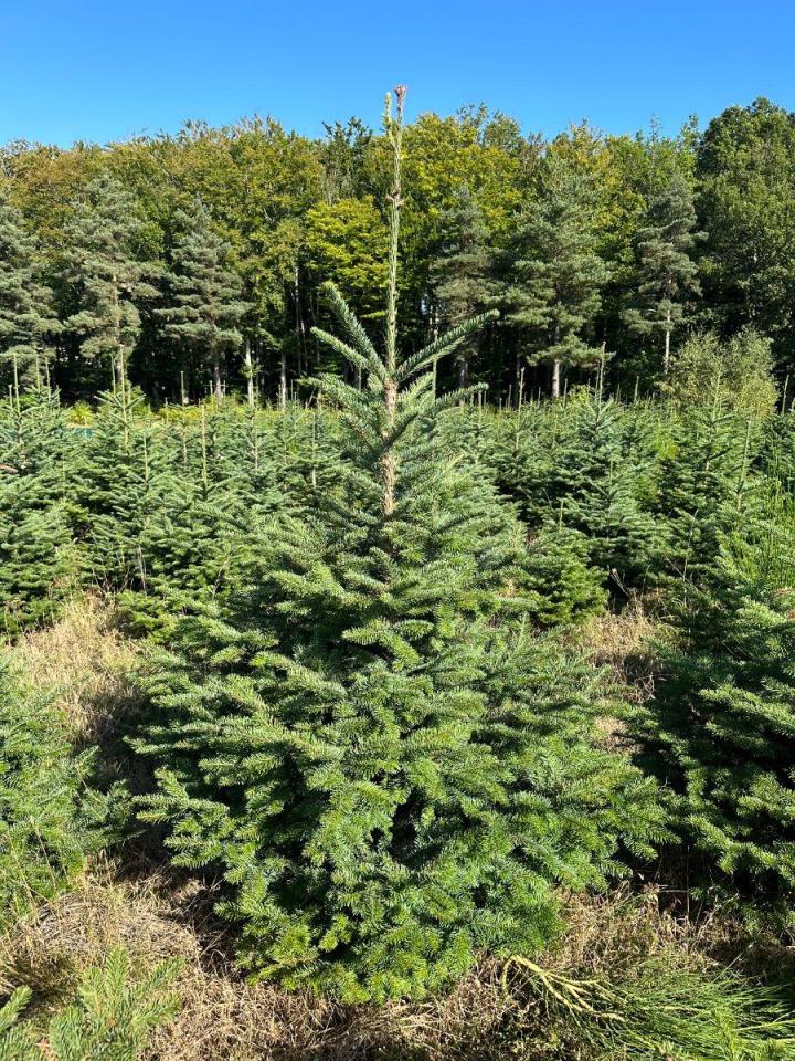 Travaux forestiers Celles-sur-Durolle