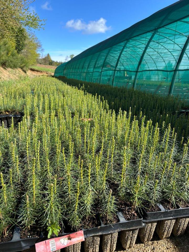 Travaux forestiers Celles-sur-Durolle