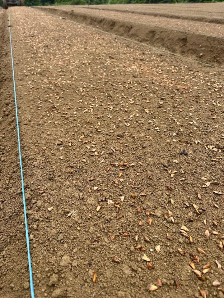 Production de plantes forestières Celles-sur-Durolle