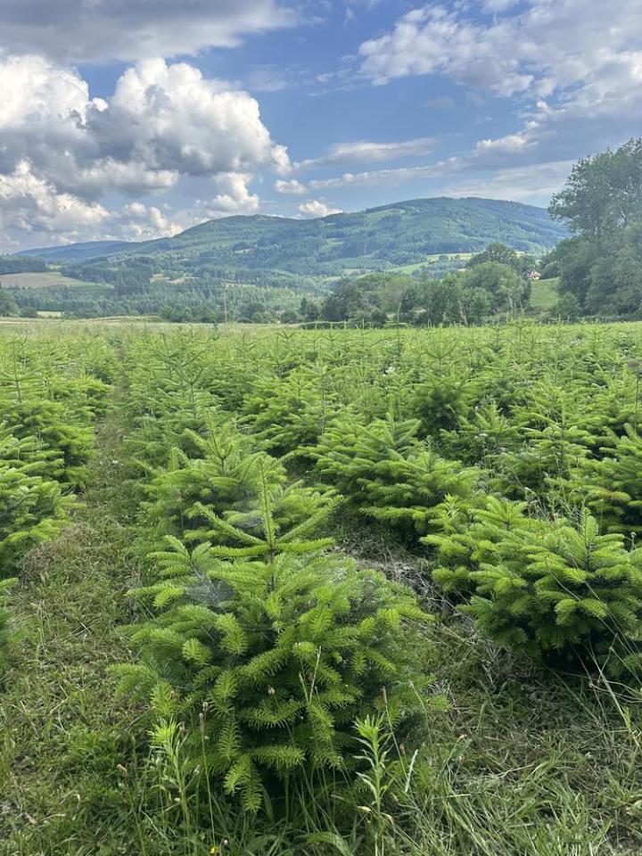 Travaux forestiers Celles-sur-Durolle