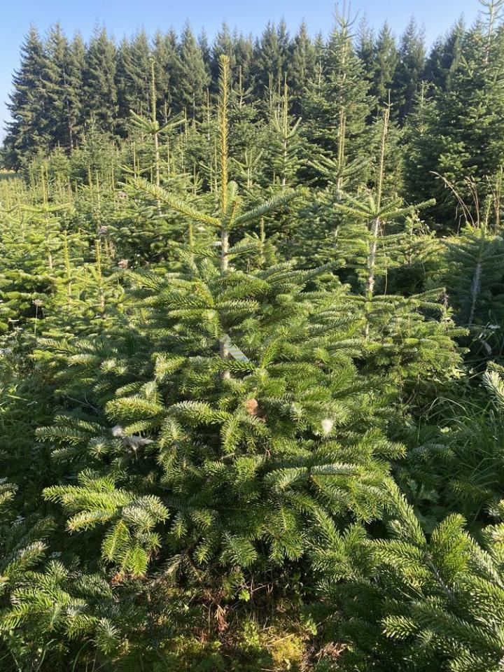 Travaux forestiers Celles-sur-Durolle