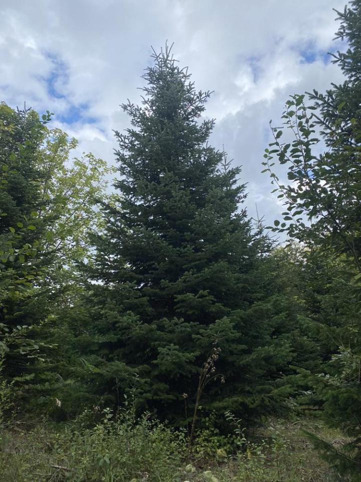 Travaux forestiers Celles-sur-Durolle