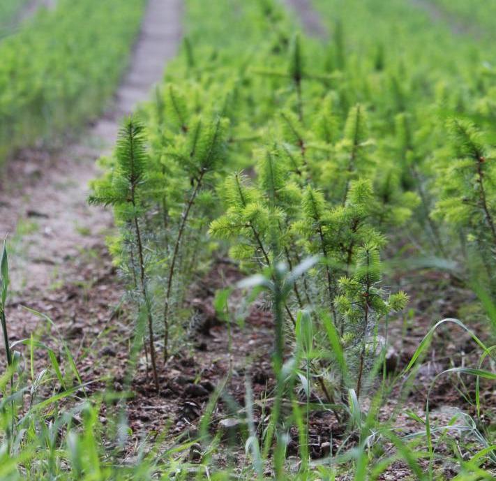 Producteur de plantes forestières Celles-sur-Durolle