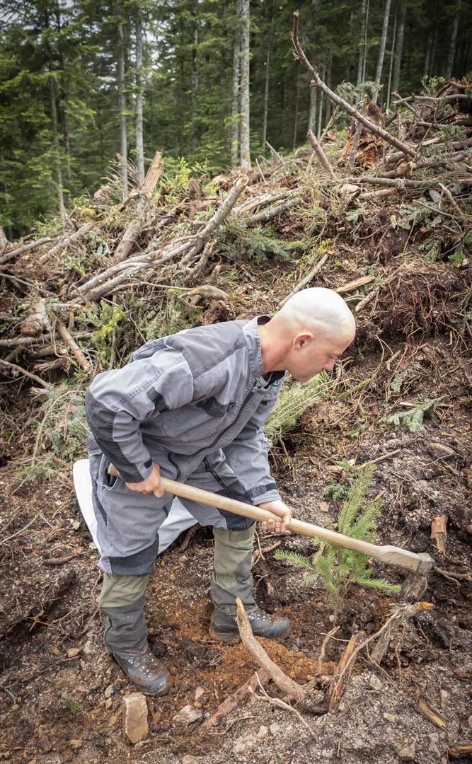 Reboisement forestier Celles-sur-Durolle