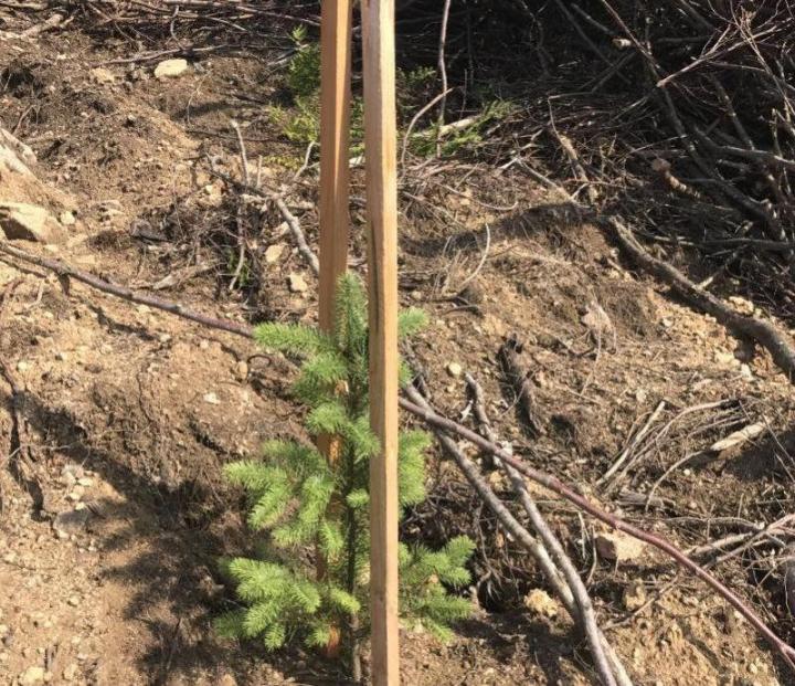 Production de plantes forestières Celles-sur-Durolle