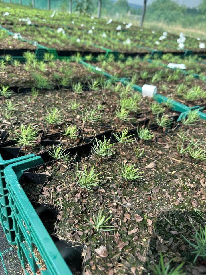 Production de plantes forestières Celles-sur-Durolle