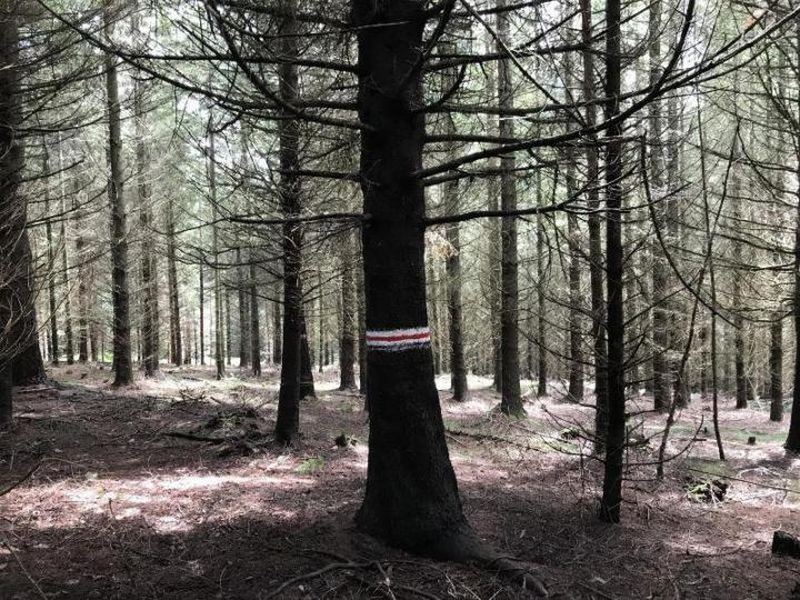 Travaux de reboisement forestier Celles-sur-Durolle