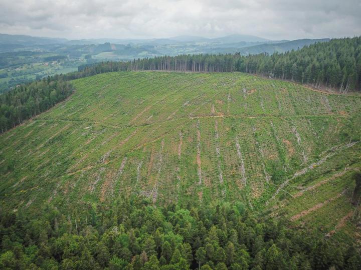 Production de plantes forestières Celles-sur-Durolle